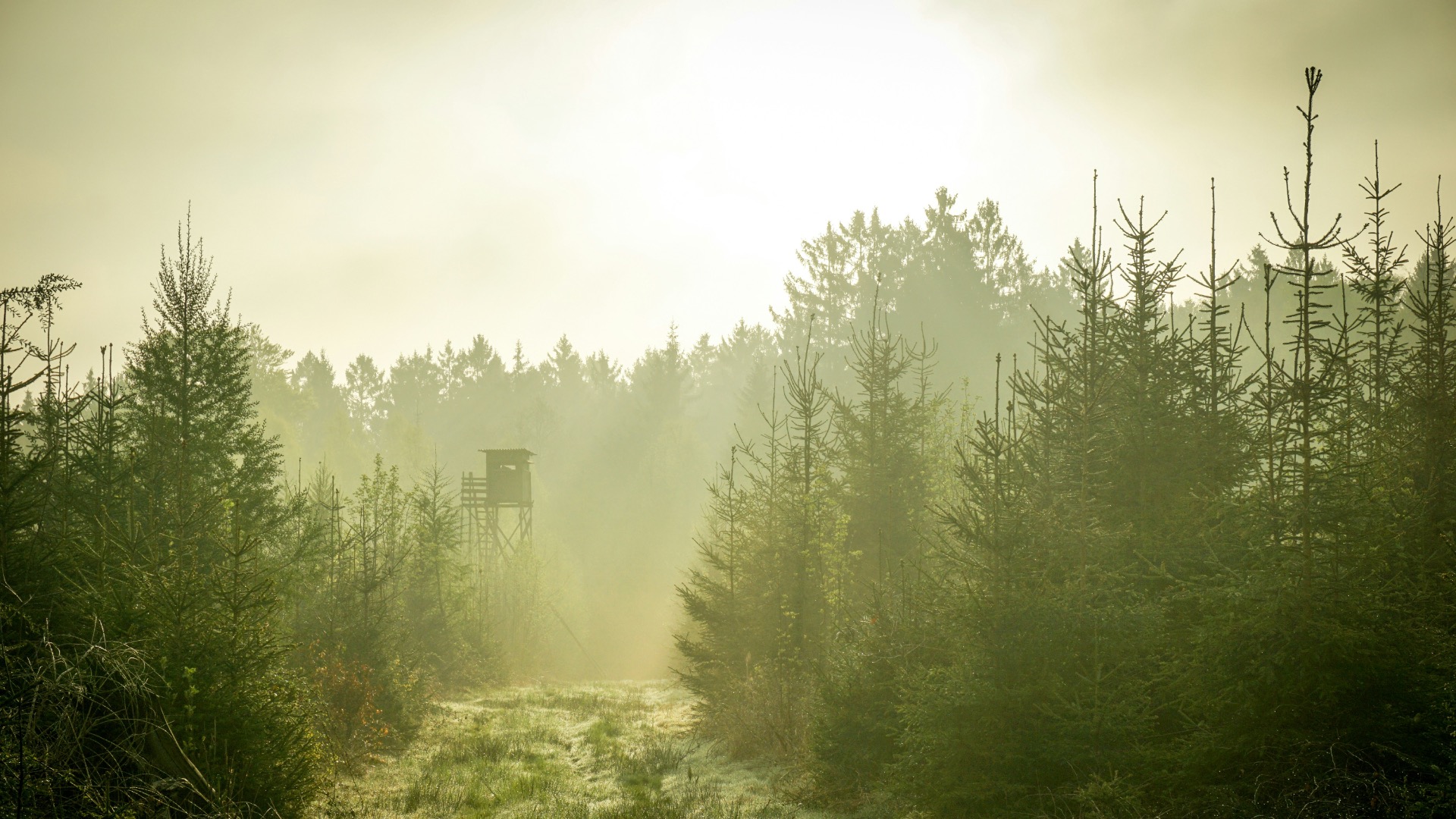 Nebel im Wald mit Hochsitz